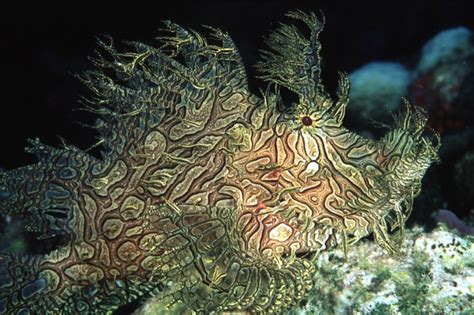 Aquarium Fish: The Rhinopias Spp. – The Ultimate .